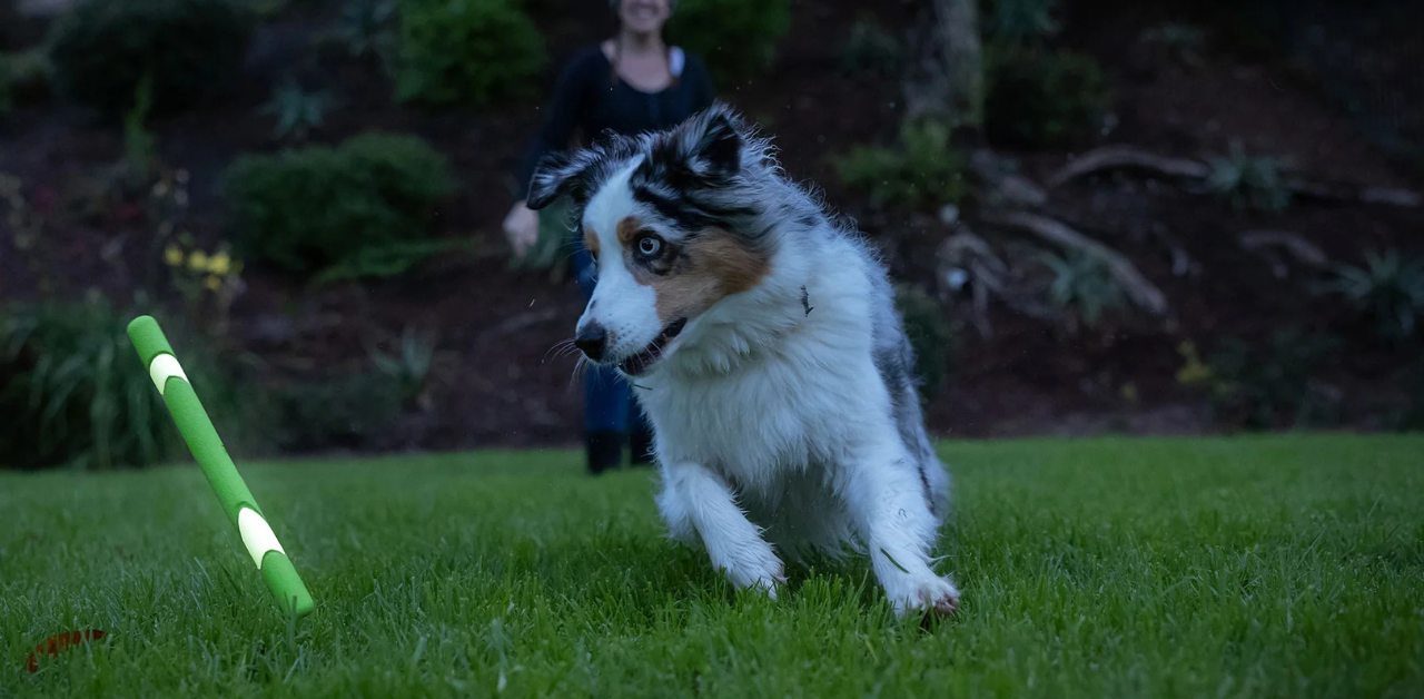 Alert dog chasing a green stick toy at dusk, with owner blurred in the background