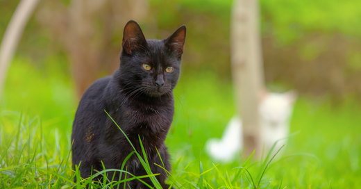 A black cat sits in a grassy patch outside with a white cat sitting in the far distance.