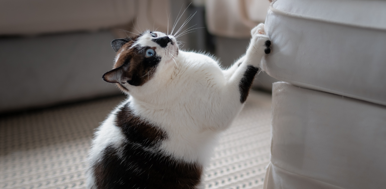 Black and white cat stretching to scratch a white couch, showing ...