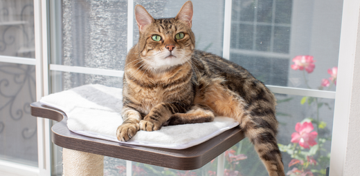 Brown tabby cat lounging on a white cushioned perch by a window