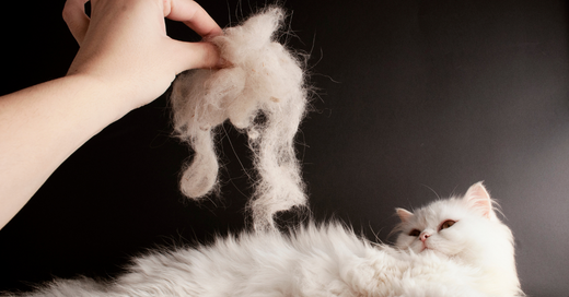 A white cat lays down while a hand holds over the cat with white fur that presumably came from a large amount of shedding.