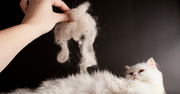A white cat lays down while a hand holds over the cat with white fur that presumably came from a large amount of shedding.