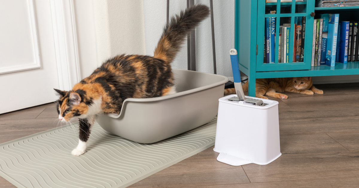 Different Types of Cat Litter - Which is Best?