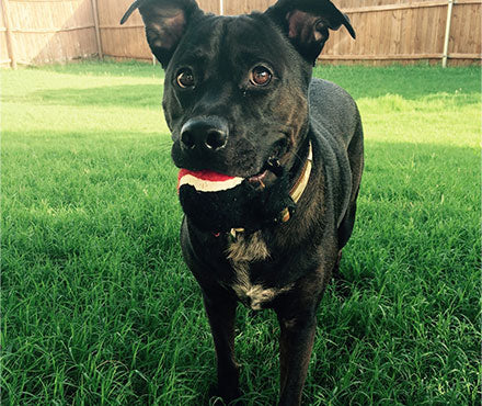 Keep Your Dog Safe On Hot Summer Day