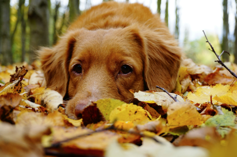 Golden Retriever laying in a pile of leaves in the woods in the fall