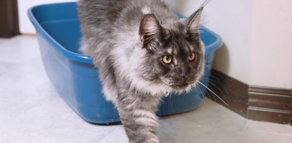 Fluffy gray Maine Coon cat stepping out of a blue litter box on a tiled floor