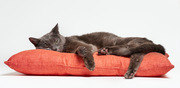 Brown cat lounging on an orange pillow, eyes half-open, with a relaxed pose against a white background