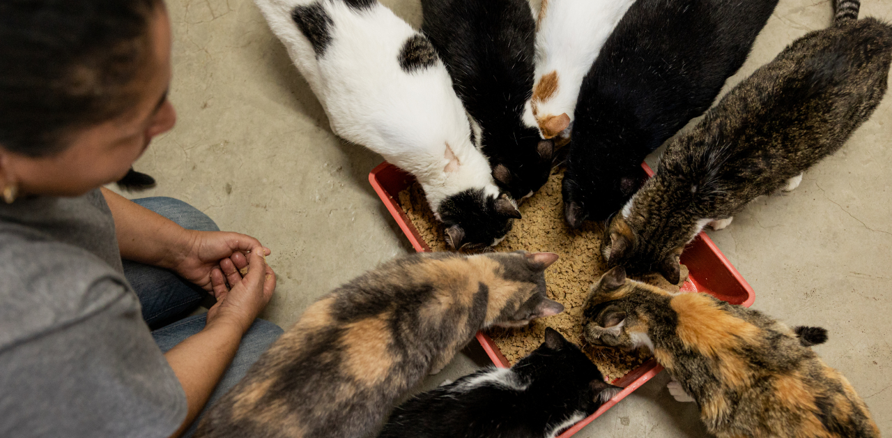 Eight cats crowd over a large bowl of food to eat while a woman watches over them.