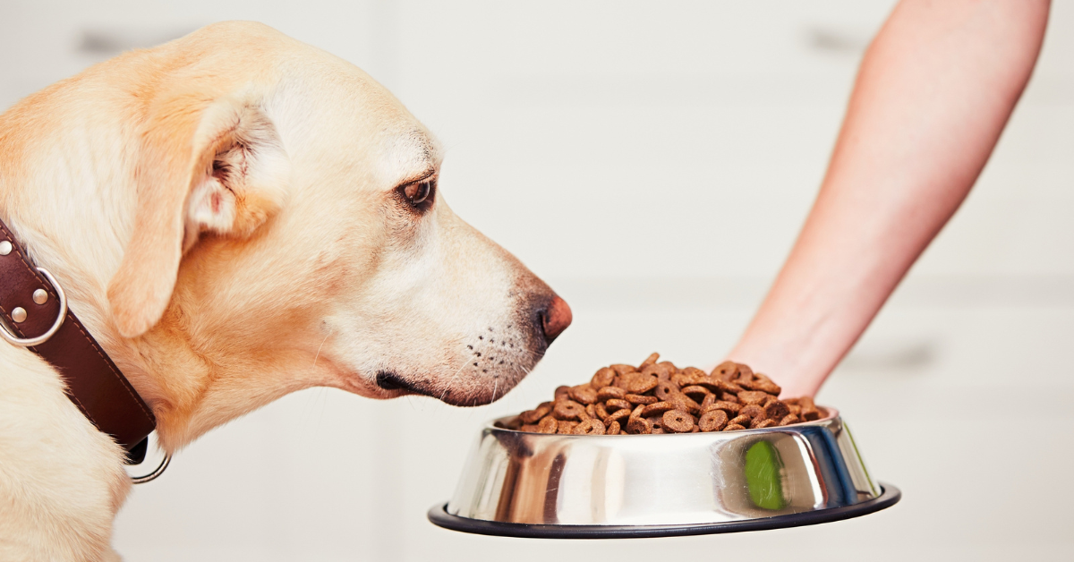 A golden lab waits for owner to set down a bowl of dog food.