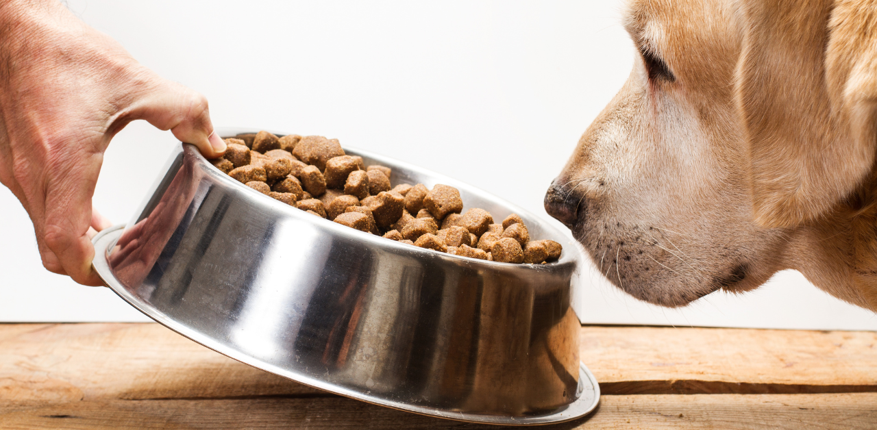 A hand lowers a metal dog bowl filled with dog food to the ground while a golden lab patiently waits.