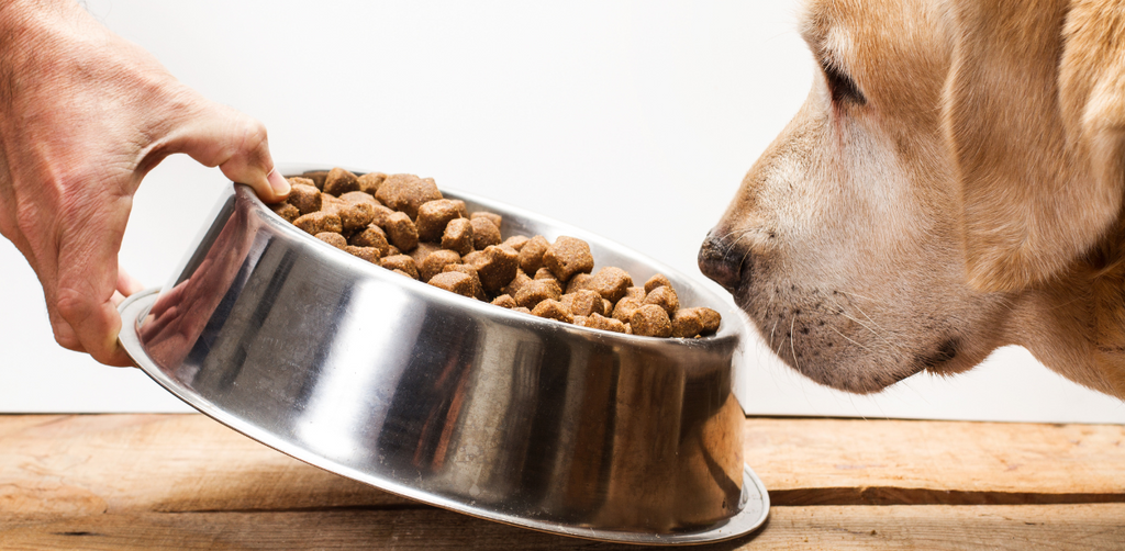 A hand lowers a metal dog bowl filled with dog food to the ground while a golden lab patiently waits.