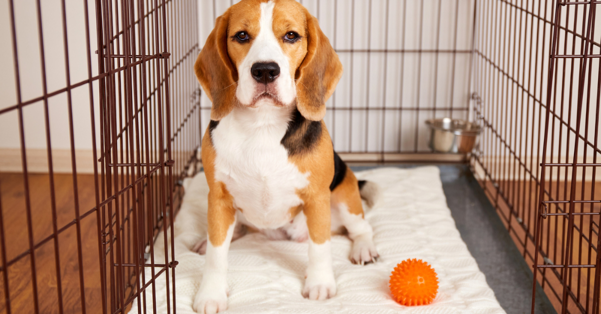 how to clean a dog crate