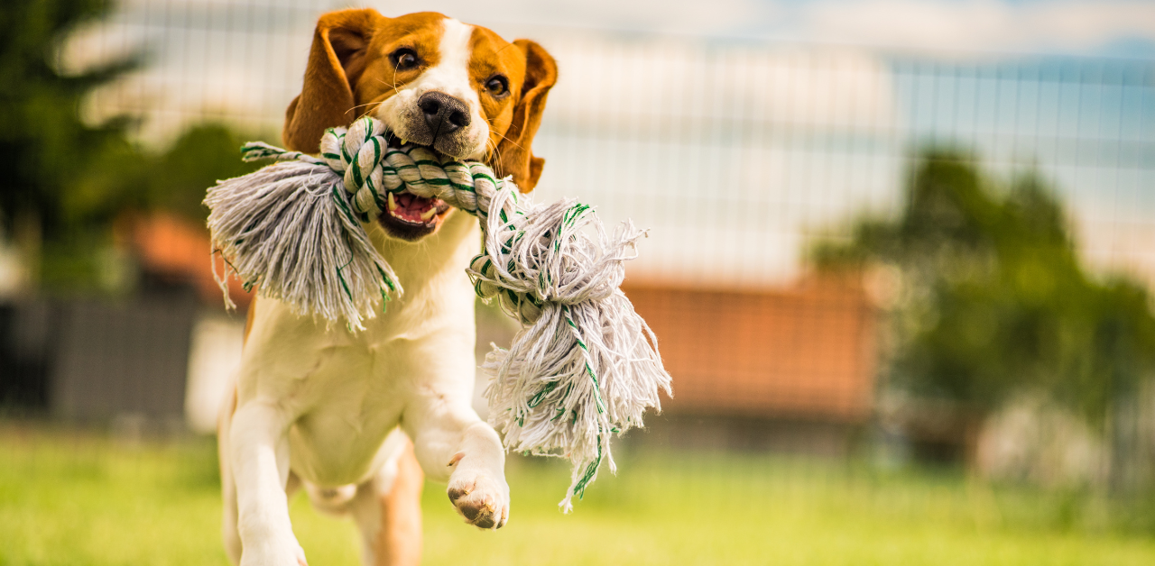 A white and orange dog runs while holding a rope toy in his mouth on a grassy field outside.