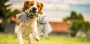 A white and orange dog runs while holding a rope toy in his mouth on a grassy field outside.
