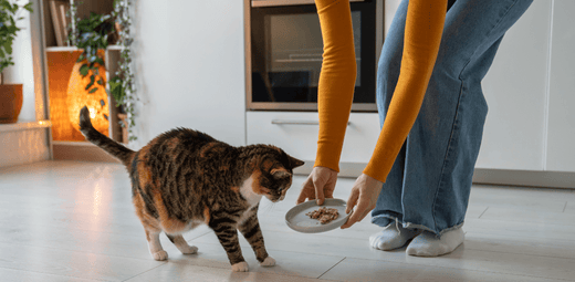 Person in a mustard sweater bending down to feed a tabby cat with a small plate of food in a bright kitchen
