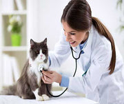 A cat getting an exam by it Vet 