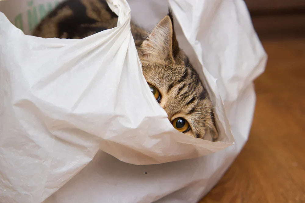 A brown tabby is peaking out from inside a white plastic bag.