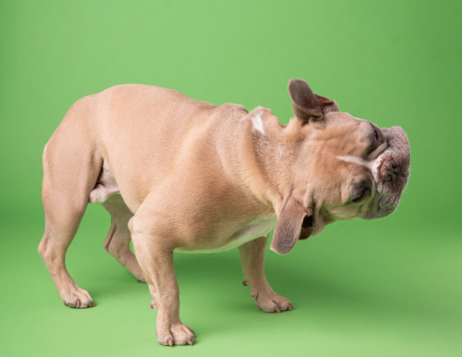 Against a green backdrop a blond dog is shaking his head.