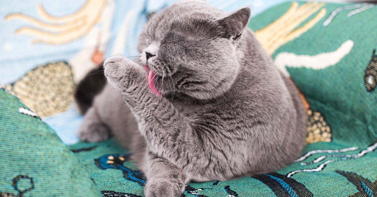 Should You Bathe Your Cat? Everything You Need to Know About Cat Hygiene