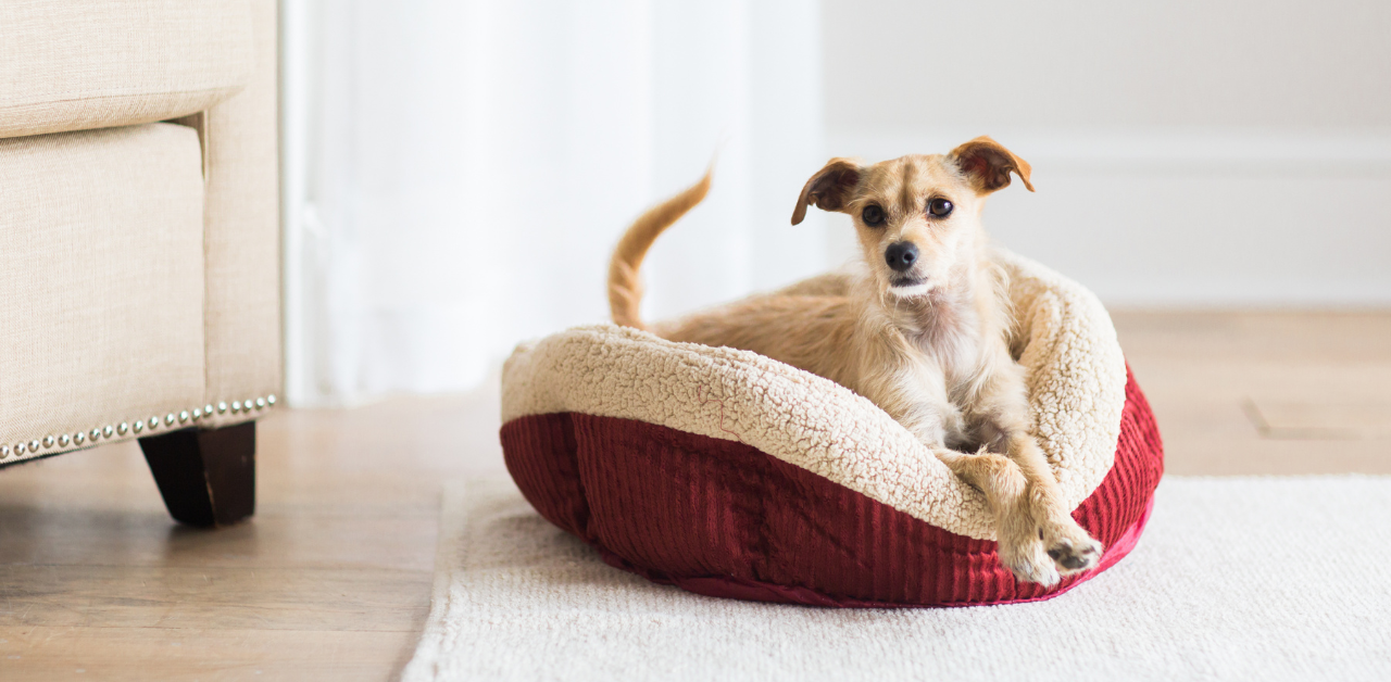 Small tan dog lounging in a red and cream plush dog bed on a light rug beside a beige chair