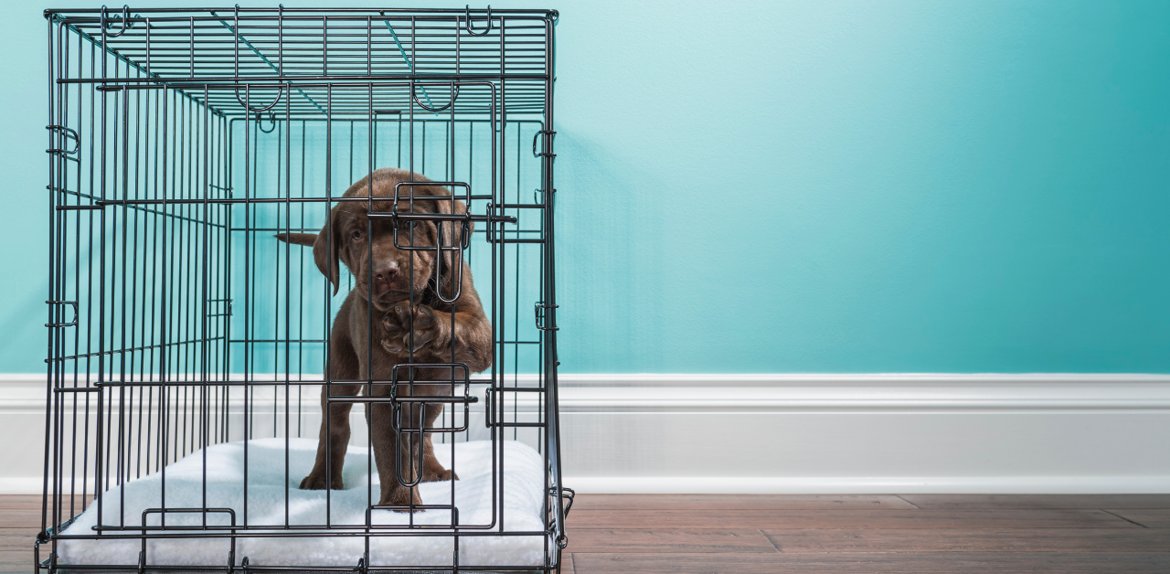 The 10 Best Labrador Retriever Puppy Crates Pens Gates Petmate