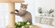 A grey cat begins to scratch at the pole of a scratching post.