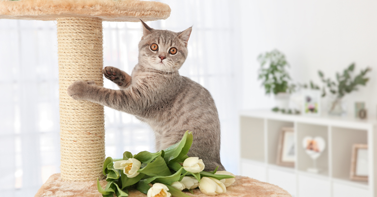 A grey cat begins to scratch at the pole of a scratching post.