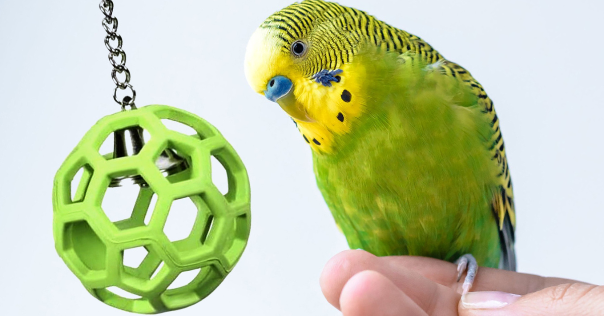 The Importance of Toys for Pet Birds