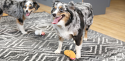 Two Australian Shepherd dogs on a patterned rug with toys, one standing with a toy near its paws and the other in the background, both looking playful
