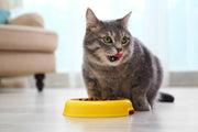 wet cat food vs dry cat food