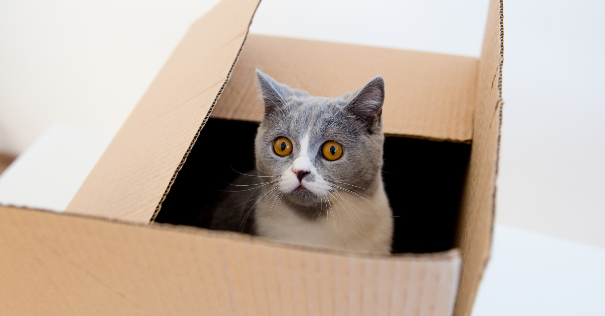 A grey & white cat is sitting in an open cardboard box