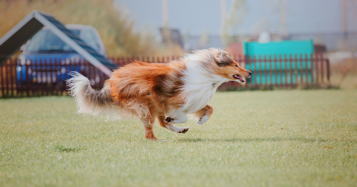 A long haired red & white dog is running fast while in an outdoor park.