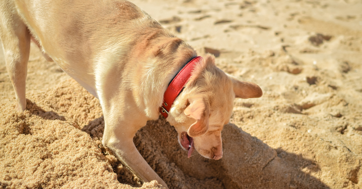 A dog burying its toys in the backyard