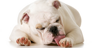 Bull dog licking its paws.