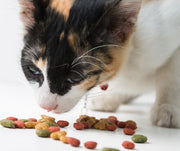 The Kitty Kitchen: Tips for Feeding Cats