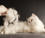 Cat Grooming: What You Need to Know Before Attempting to Brush Your Feline