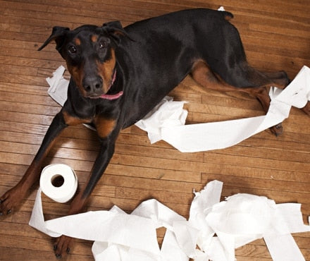 A Doberman tearing up a roll of toilet paper