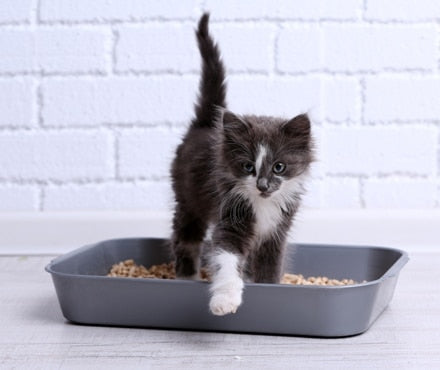 Herding Cats: How to Potty Train a Cat