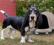 Bassett Hound in the back yard next to a Petmate Dogloo plastic shelter
