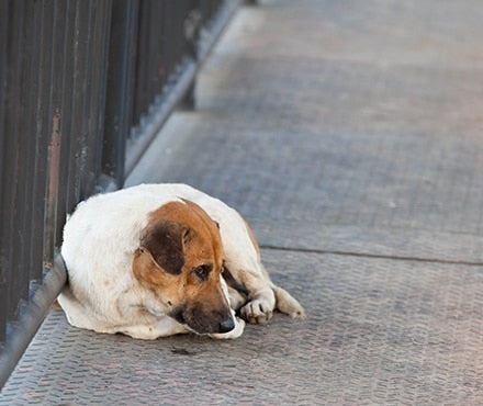 Homeless Animals -  What Can You Do?