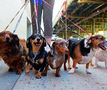 How to Choose the Right Pet Sitter