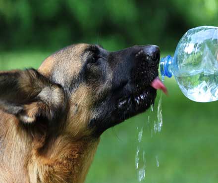 A dog drinking water from a plastic bottle.