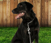A dog in the backyard wearing a prong & chain collar