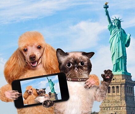 Pet Photography -  How to Take a Great Shot of Your Pet