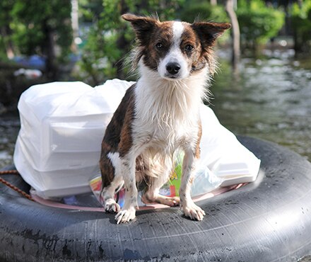 Keeping Pets Safe During Natural Disasters