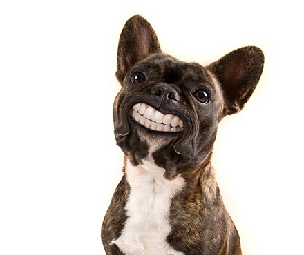 A dog smiling