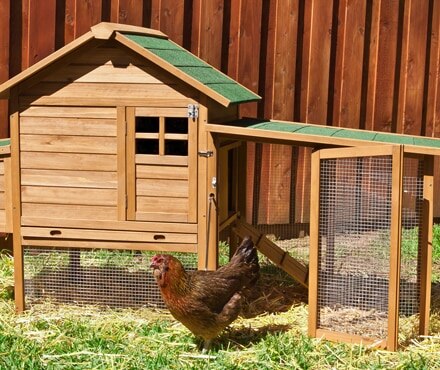 Chicken Coop Housing Info