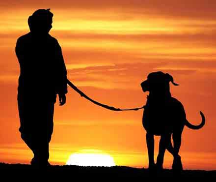 Man and dog walking together at sunrise