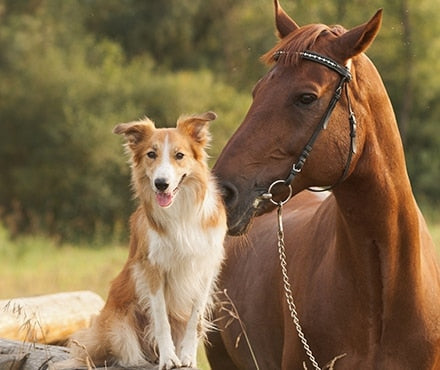 A dog and a horse standing together in a field