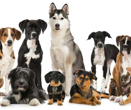 What Type of Dog is the Best Fit for You?